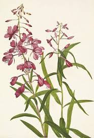 Attēlu rezultāti vaicājumam “Epilobium angustifolium”