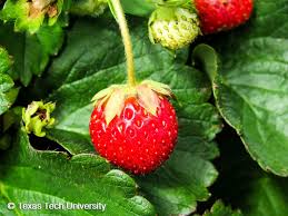 Attēlu rezultāti vaicājumam “Fragaria x ananassa”