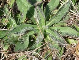 Attēlu rezultāti vaicājumam “Pilosella aurantiaca”
