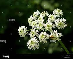 Attēlu rezultāti vaicājumam “Laserpitium latifolium bud”