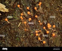 Attēlu rezultāti vaicājumam “Hemitrichia decipiens”