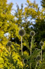 Attēlu rezultāti vaicājumam “Echinops sphaerocephalus flower”