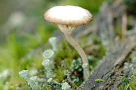 Attēlu rezultāti vaicājumam “Lichenomphalia umbellifera”