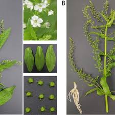 Attēlu rezultāti vaicājumam “Veronica anagallis-aquatica fruit”