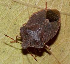 Attēlu rezultāti vaicājumam “Palomena prasina”