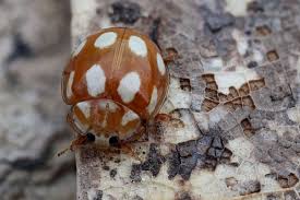 Attēlu rezultāti vaicājumam “Calvia decemguttata imago”