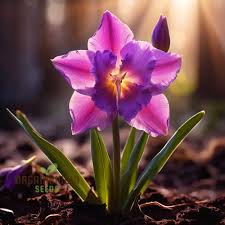 Attēlu rezultāti vaicājumam “Narcissus flower”