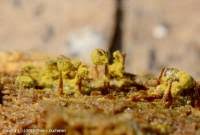 Attēlu rezultāti vaicājumam “Cribraria aurantiaca”