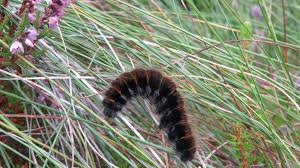 Attēlu rezultāti vaicājumam “Macrothylacia rubi larva”