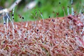 Attēlu rezultāti vaicājumam “Nowellia curvifolia sporophyte”