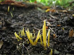 Attēlu rezultāti vaicājumam “Clavaria straminea”