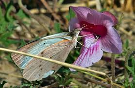 Attēlu rezultāti vaicājumam “Cytilus sericeus”