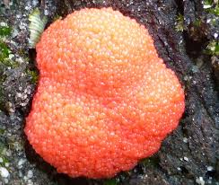 Attēlu rezultāti vaicājumam “Tubifera ferruginosa (subsp. ferruginosa)”