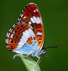 Attēlu rezultāti vaicājumam “Limenitis camilla”