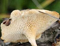 Attēlu rezultāti vaicājumam “Polyporus brumalis”