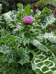 Image result for Silybum marianum