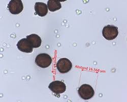 Attēlu rezultāti vaicājumam “Diderma crustaceum”