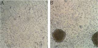 Attēlu rezultāti vaicājumam “Cinclidotus danubicus cells”