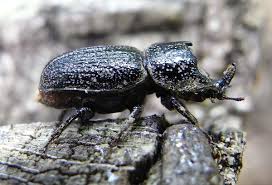 Attēlu rezultāti vaicājumam “Sinodendron cylindricum male”