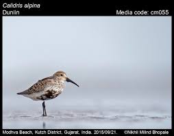 Attēlu rezultāti vaicājumam “Calidris alpina”