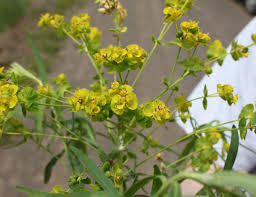 Attēlu rezultāti vaicājumam “Euphorbia virgata leaf”