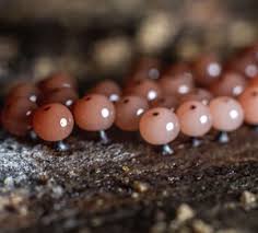 Attēlu rezultāti vaicājumam “Enerthenema papillatum young”