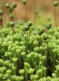 Attēlu rezultāti vaicājumam “Philonotis”