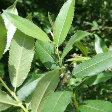 Attēlu rezultāti vaicājumam “Salix triandra”