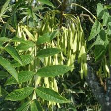 Attēlu rezultāti vaicājumam “Fraxinus excelsior fruit”