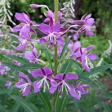 Attēlu rezultāti vaicājumam “Epilobium angustifolium bud”