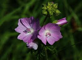 Image result for Malve