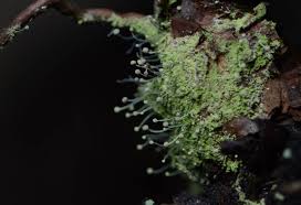 Attēlu rezultāti vaicājumam “Chaenotheca furfuracea”