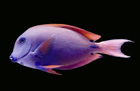 Image result for Acanthurus blochii
