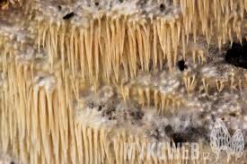 Attēlu rezultāti vaicājumam “Dentipellis fragilis”