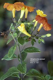 Attēlu rezultāti vaicājumam “Solanaceae”