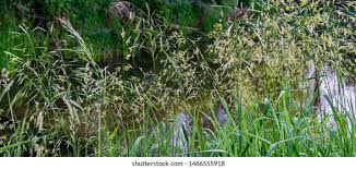 Attēlu rezultāti vaicājumam “Bromopsis inermis”