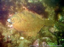 Image result for Hippoglossoides platessoides