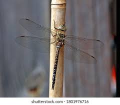 Attēlu rezultāti vaicājumam “Aeshna mixta female”