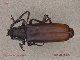 Attēlu rezultāti vaicājumam “Priobium carpini”