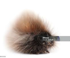 Attēlu rezultāti vaicājumam “Lasiocampa trifolii”