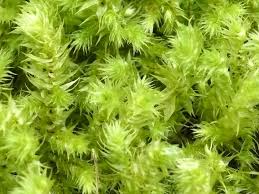 Attēlu rezultāti vaicājumam “Rhytidiadelphus triquetrus sporophyte”