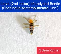 Attēlu rezultāti vaicājumam “Coccinella septempunctata larva”