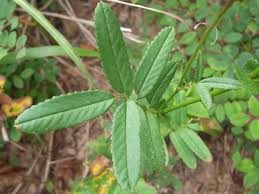 Attēlu rezultāti vaicājumam “Sanguisorba officinalis leaf”