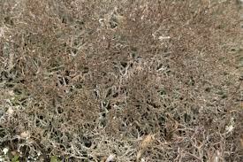 Attēlu rezultāti vaicājumam “Cladonia ciliata”