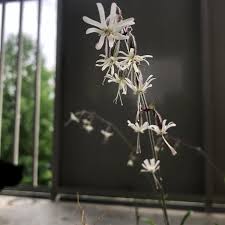 Attēlu rezultāti vaicājumam “Silene tatarica bud”