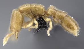 Attēlu rezultāti vaicājumam “Antrodia malicola”