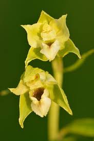Attēlu rezultāti vaicājumam “Epipactis”
