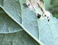 Attēlu rezultāti vaicājumam “Lyonetia prunifoliella”