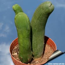 Attēlu rezultāti vaicājumam “Trichia erecta macro”