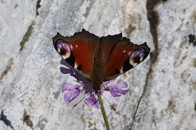 Attēlu rezultāti vaicājumam “Inachis io underside”